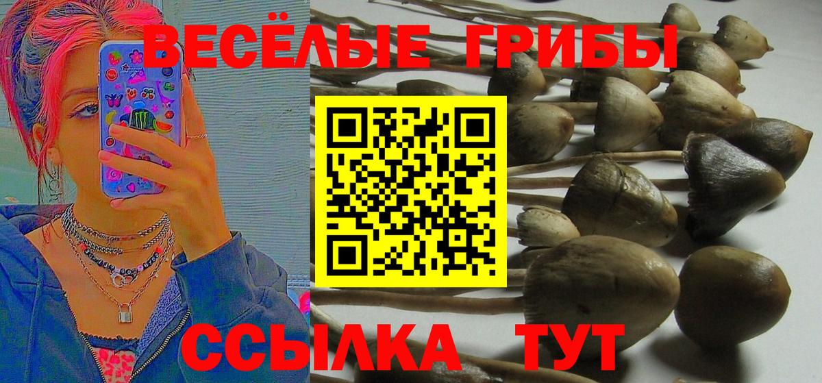 Псилоцибиновые грибы Psilocybine cubensis Сорочинск